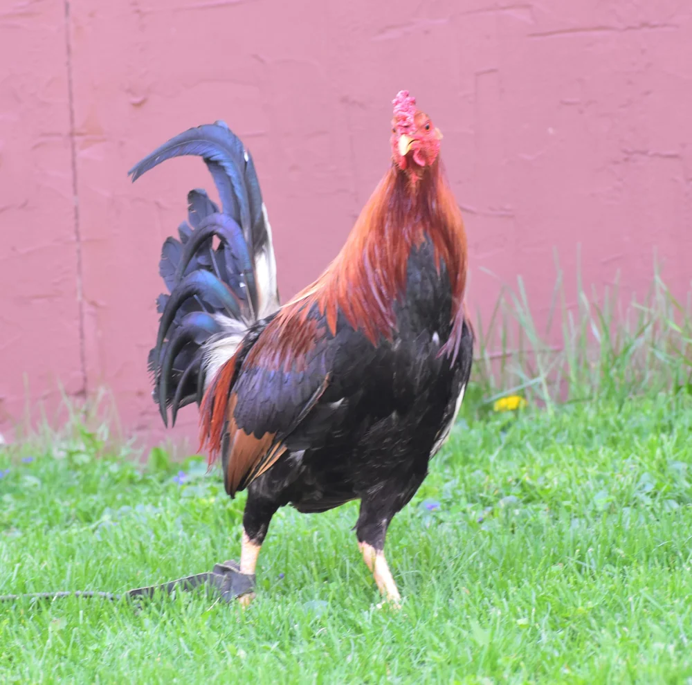 Reb Williams Albany Stag (H3-041026) | Your One Stop Poultry